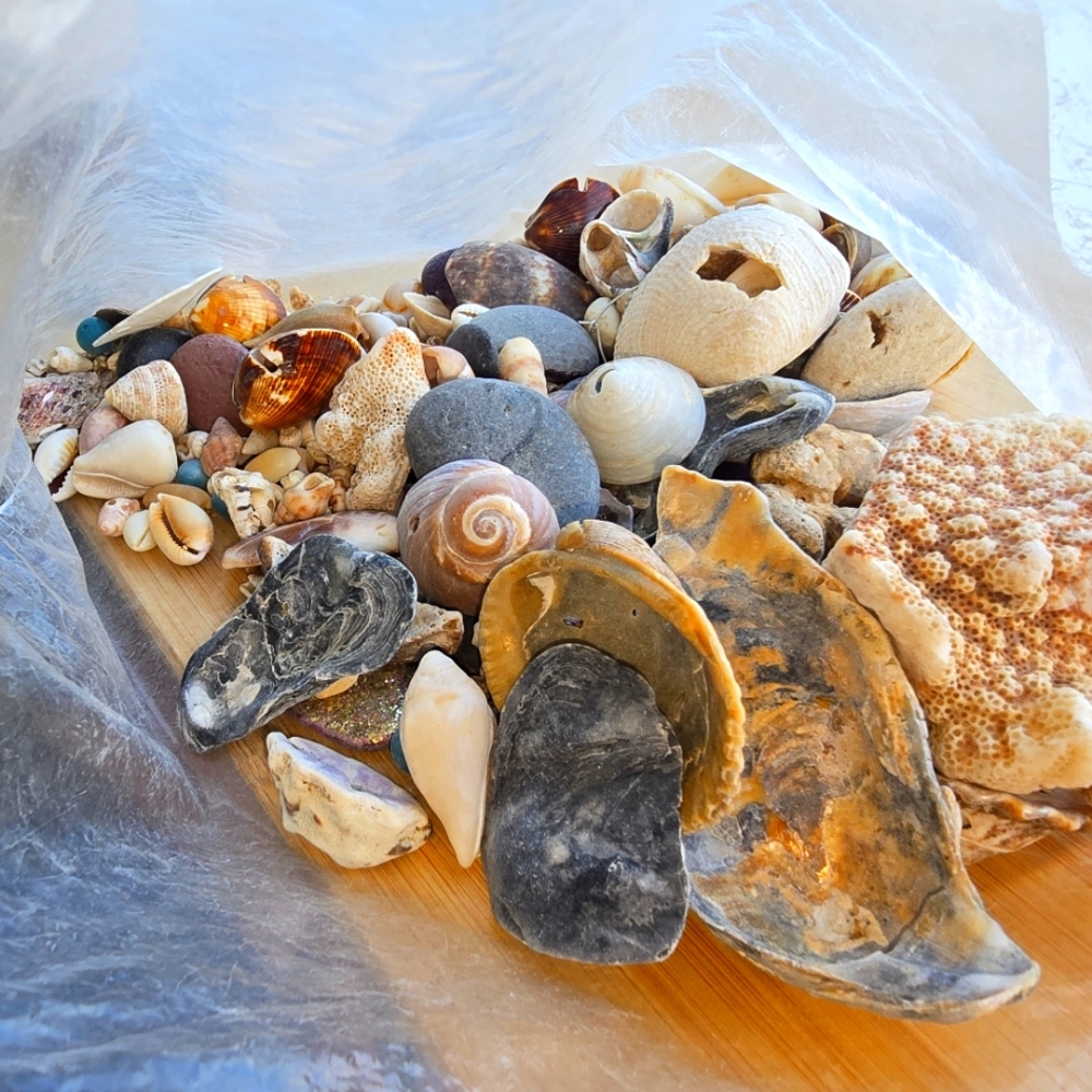 Maui shells for crafts